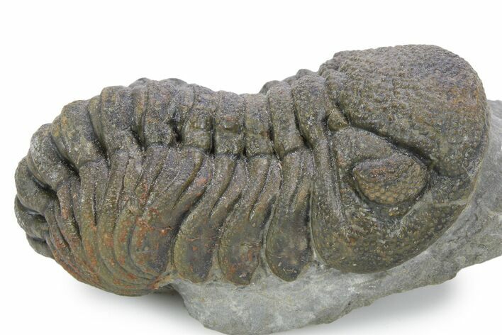 Large, Bumpy Morocops Trilobite - Morocco #356941